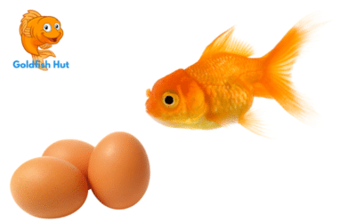 How Do Goldfish Lay Eggs? A Quick Guide