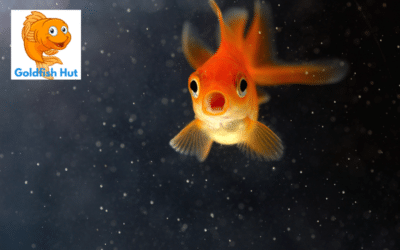 How Do Goldfish Mate? A Brief Guide to Goldfish Reproduction