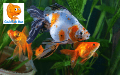 How to Plant Aquatic Plants in a Goldfish Tank: A Step-by-Step Guide