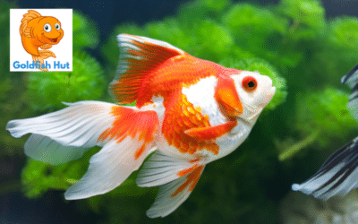 How to Determine If Your Goldfish is Resting or Deceased