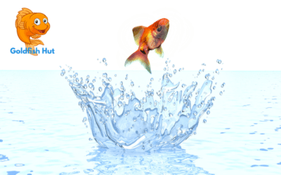How Long Can Goldfish Survive Out Of Water? Expert Insights and Key Factors