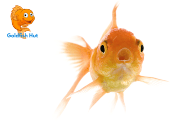 How Long Do Goldfish Live?
