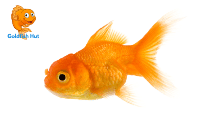 Goldfish Tank Size: How Much Room Do They Need?