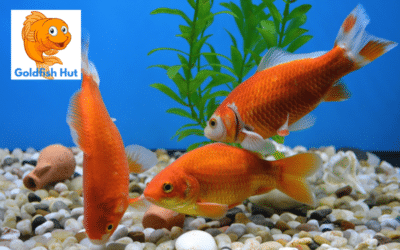 How Often Should You Feed a Goldfish? Expert Recommendations