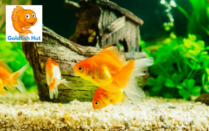 How to Anchor Aquarium Plants: A Step-by-Step Guide