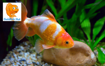 How to Prevent Floating Plants from Clogging Your Goldfish Tank Filter