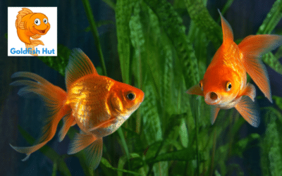 Types of Aquatic Plants for Goldfish Tanks: A Comprehensive Guide