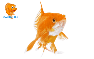 Types of Goldfish Diseases: Common Ailments and Treatments