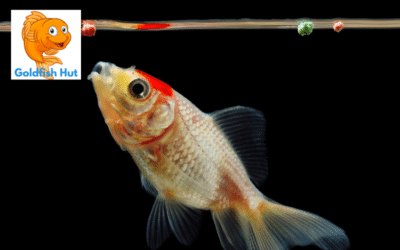 What Do Goldfish Eat? A Comprehensive Guide to Feeding Your Pet Fish
