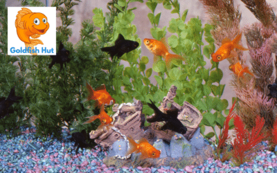 What Temperature is Best for Goldfish Water?