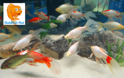 What Temperature is Too Cold for Goldfish: A Guide to Optimal Water Temperature