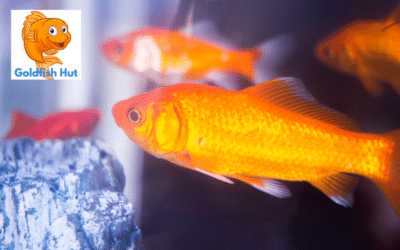 What Temperature is Too Hot for Goldfish: A Guide to Optimal Water Conditions