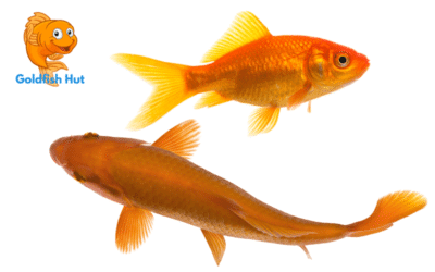 What Is The Difference Between Koi and Goldfish? A Comparative Analysis