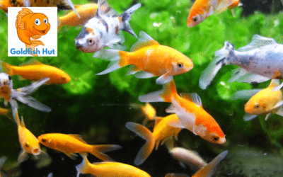 Where Do Goldfish Come From? The Origins and History of the Popular Pet Fish
