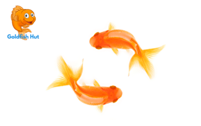 Why Do Goldfish Chase Each Other? A Look at Social Behavior in Fish