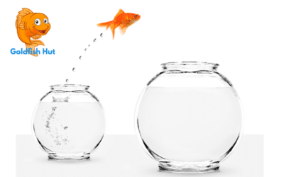 Why Do Goldfish Jump Out Of Water? The Surprising Reason Behind This Behavior