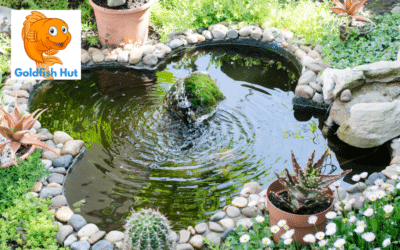 Why Does My Pond Water Still Go Green Despite Having a Filter?
