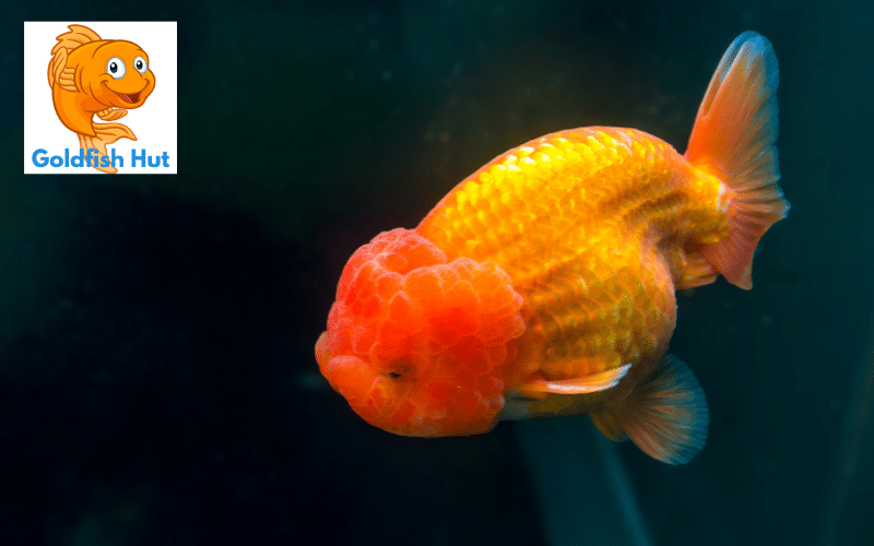Why Is My Goldfish Always Sleeping