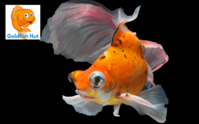 Why Is My Goldfish Blinking? Understanding This Common Behavior