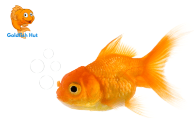 Why Is My Goldfish Blowing Bubbles? Common Causes and Solutions
