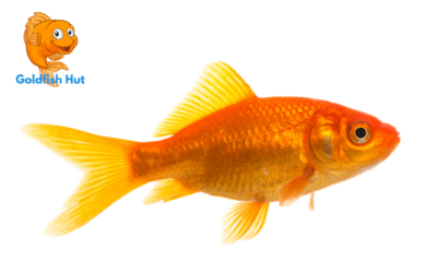 Why Your Goldfish Isn’t Eating: Possible Reasons and Solutions