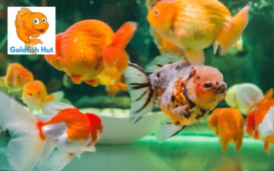 Why Your Goldfish Is Sitting At The Bottom Of The Tank: Possible Causes and Solutions