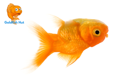 Why Is My Goldfish Swimming Upside Down? Understanding the Causes and Solutions