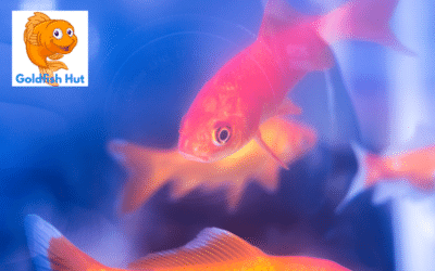 Why Is My Goldfish Tank Cloudy? Common Causes and Solutions