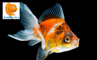 Why Is My Goldfish Turning Black? Common Causes and Solutions