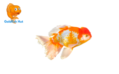 Why Is My Goldfish Turning White? Causes and Solutions