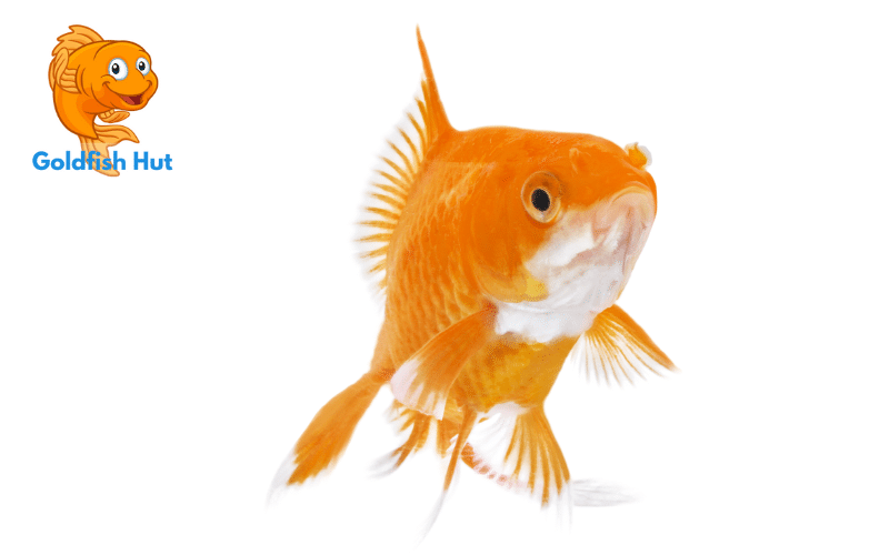Goldfish Swimming at the Top: Causes and Solutions
