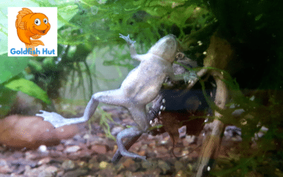 Can African Dwarf Frogs Coexist with Goldfish? A Comprehensive Guide