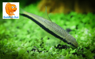 Can Algae Eaters Coexist with Goldfish? A Comprehensive Guide