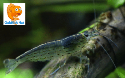 Can Amano Shrimp Coexist with Goldfish? A Comprehensive Guide