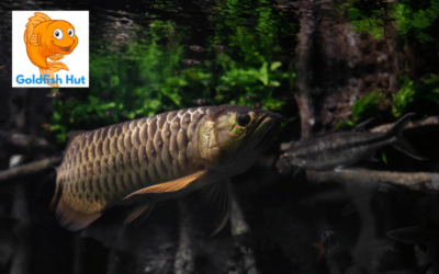 Can Arowana Live With Goldfish? Expert Insights and Considerations
