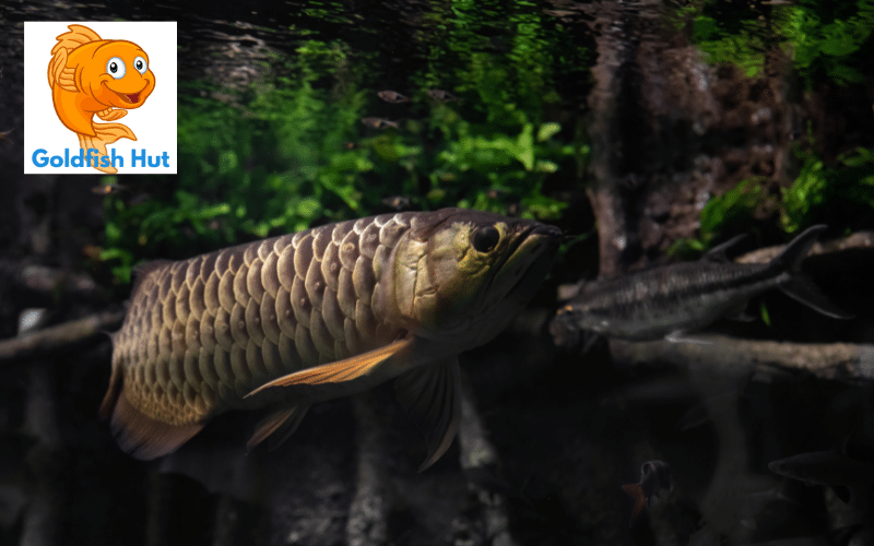 Can Arowana Live With Goldfish? Expert Insights and Considerations