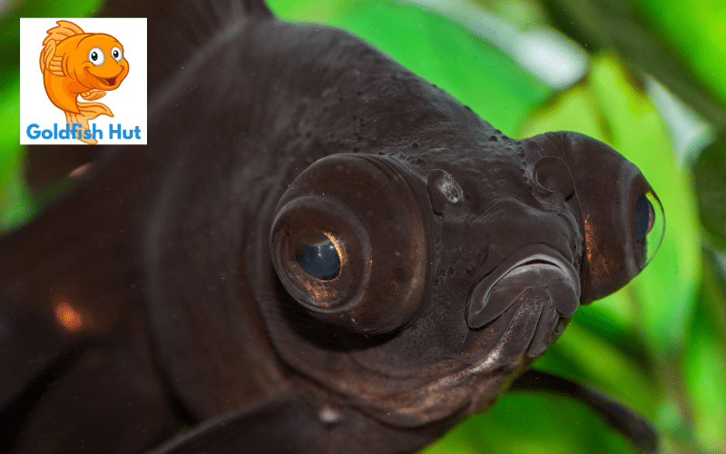 Can Black Moor and Goldfish Coexist in the Same Tank?