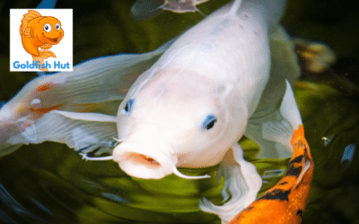 Can Butterfly Koi Live With Goldfish? Compatibility and Considerations