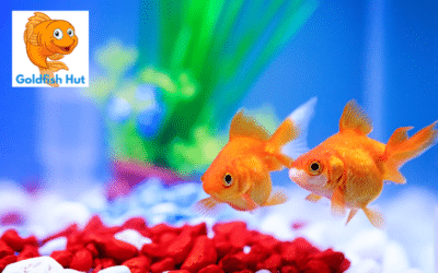 Can Goldfish Recognise Their Owners? The Truth Revealed