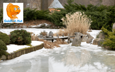 Can Goldfish Survive Winter in an Outdoor Pond?