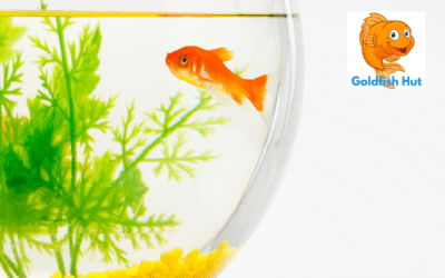 Can Goldfish Survive in Tap Water? The Truth About Keeping Goldfish in Tap Water