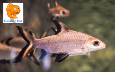 Can a Bala Shark Coexist with Goldfish?