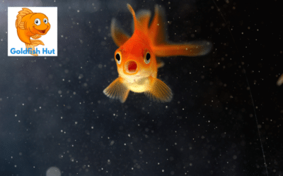 How Do Goldfish Sleep? The Science Behind Their Sleeping Habits