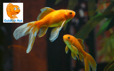 How Long Are Goldfish Pregnant