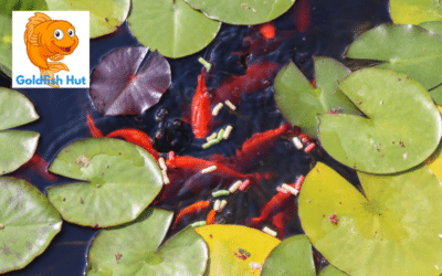 How Long Can Goldfish Go Without Food? Expert Answers