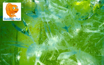 Prevent Algae in Your Goldfish Tank: Tips and Tricks