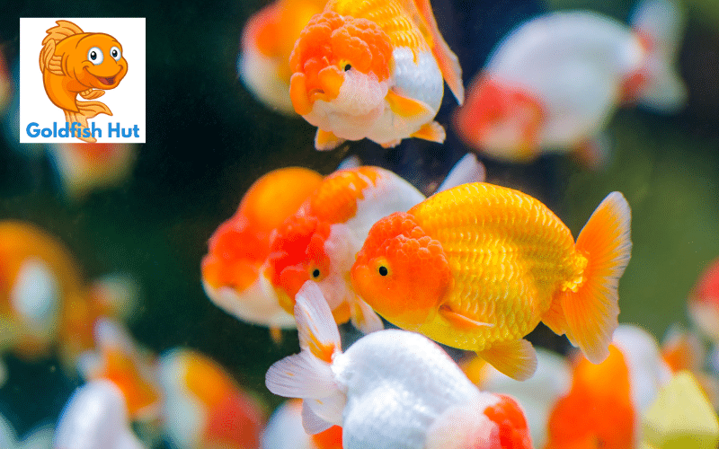 How to Identify the Gender of Your Goldfish?